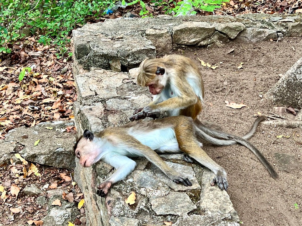 Sri Lanka -  - 