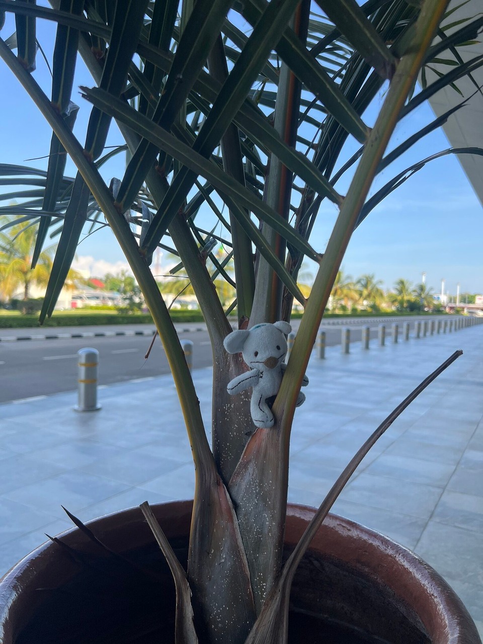 Tansania -  - Die erste Palme auf dem Weg gehört Carlos.