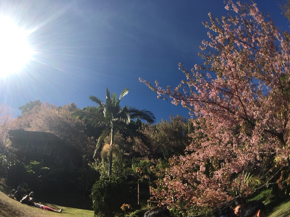 Thailand - Chiang Mai - 