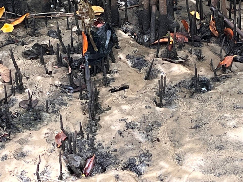 Brasilien - Jacuípe - 