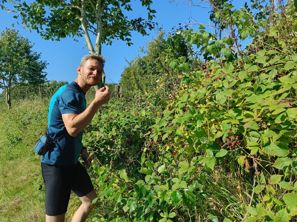 Deutschland - Brodersby-Goltoft - Leckere Brombeeren am Wegesrand 