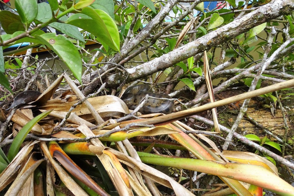 Ecuador - unbekannt - Small Anaconda