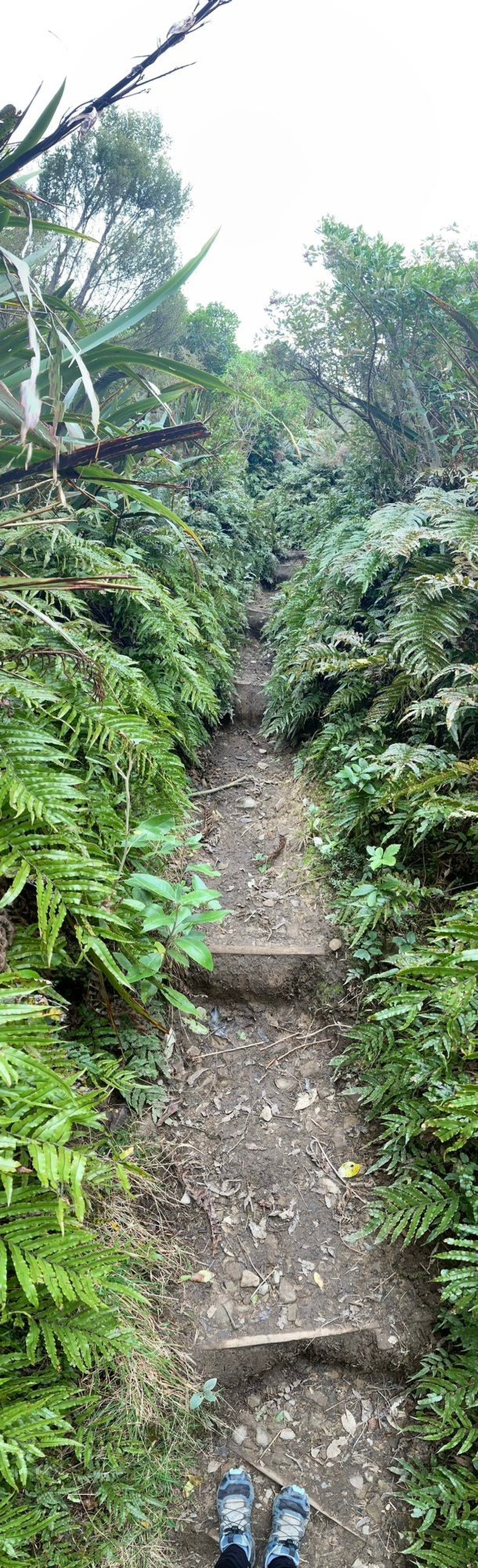 Neuseeland - Mount Peel - Durch den Dschungel geht es aufwärts 😀