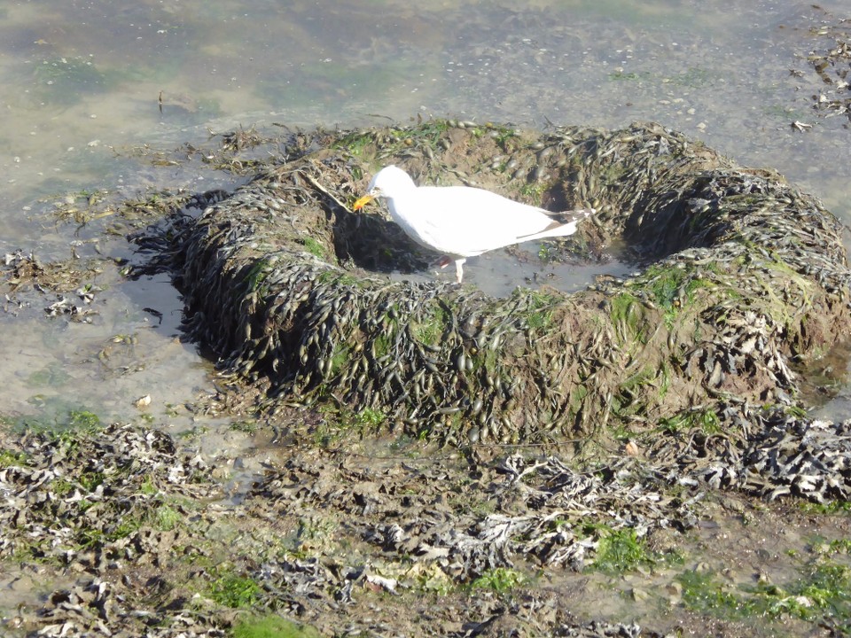 Ireland - Kinsale - A Herring Gull scavenging for food in an old tyre as the tide recedes.