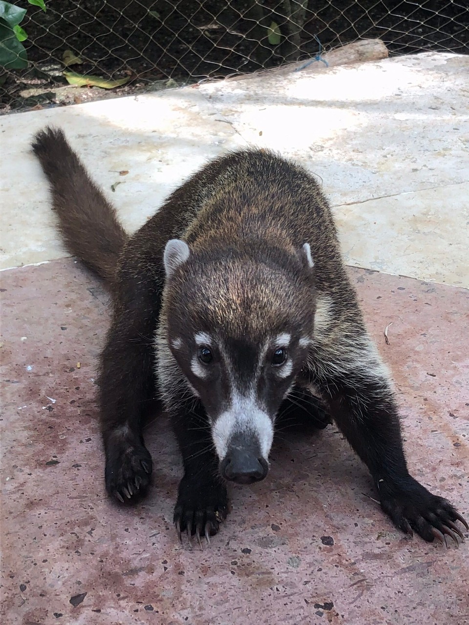 Mexiko - Cozumel - 