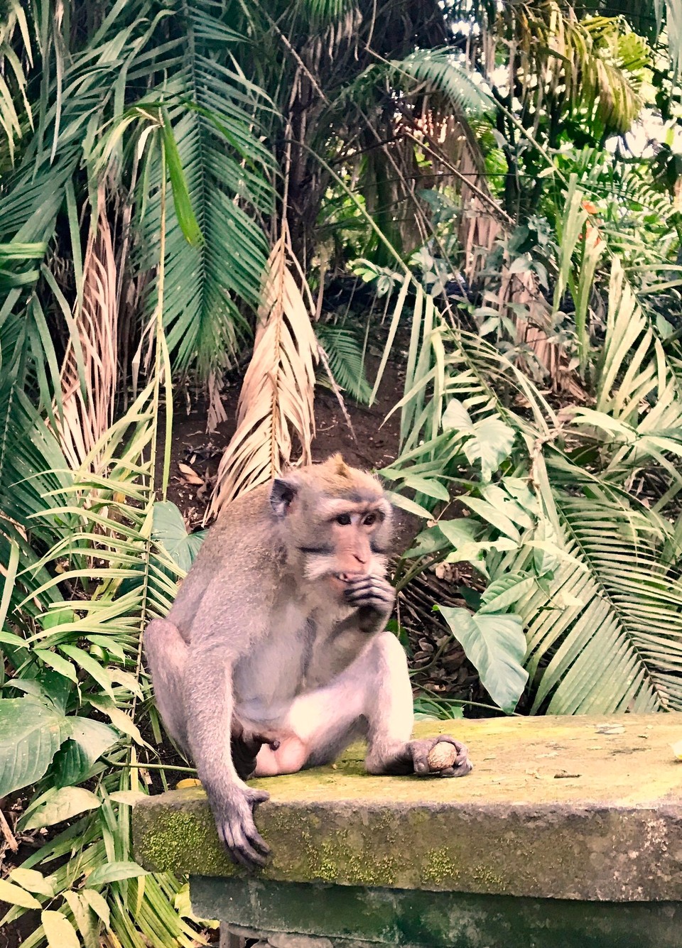 Indonesien - Gianyar - 