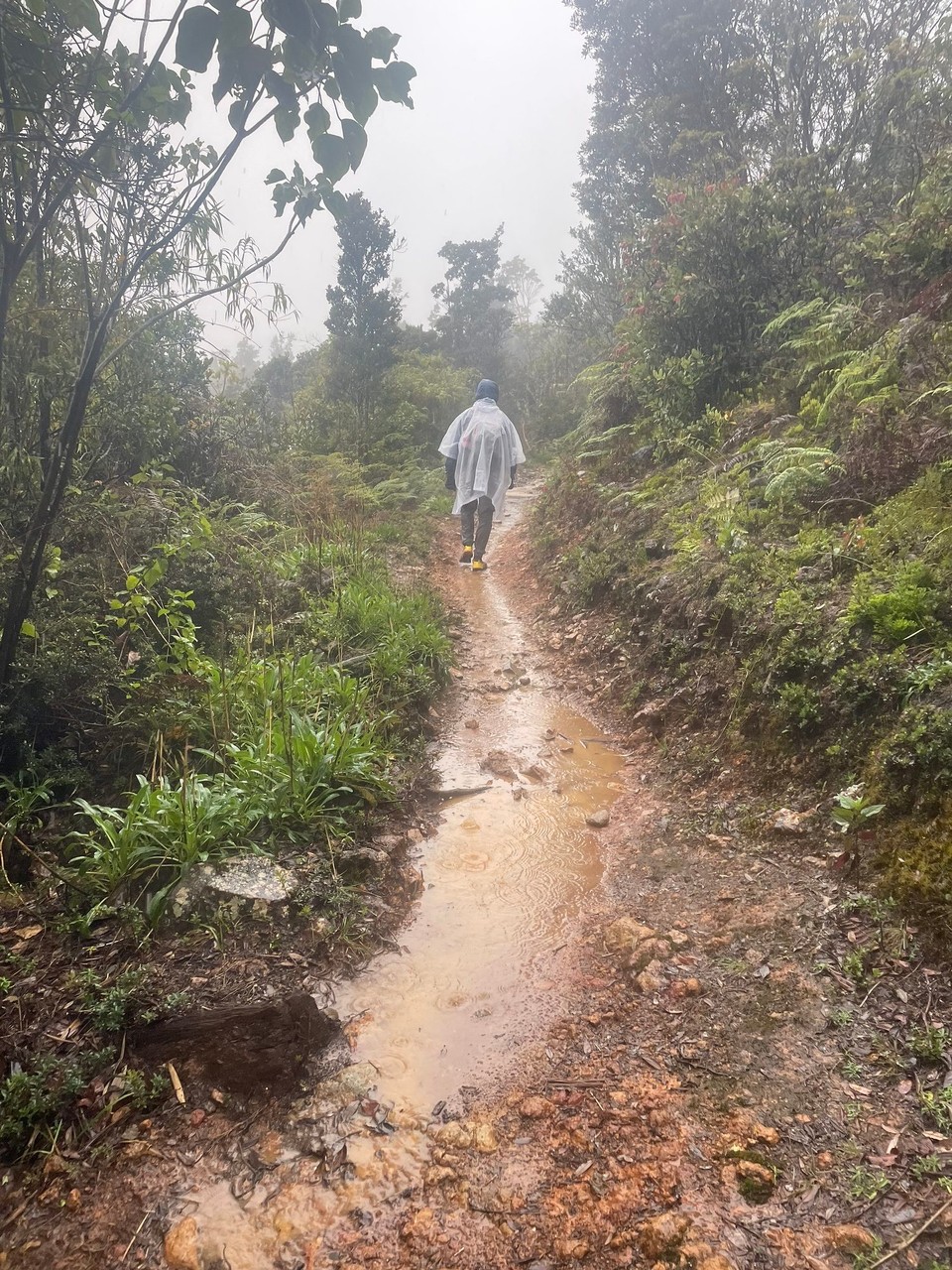 Costa Rica - Puerto Limón - Während des fünfstündigen Abstiegs hat es dauerhaft geregnet - der Weg hat sich in einen mehr oder weniger breiten Bach verwandelt 🌧️ 