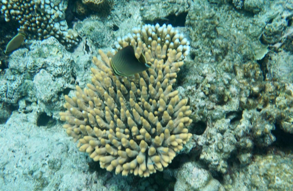 Australien - Green Island - Abschließend müssen wir feststellen, jedes Hausriff südlich zwischen al-Qusair und Marsa Alam in Ägypten hat uns besser gefallen.
