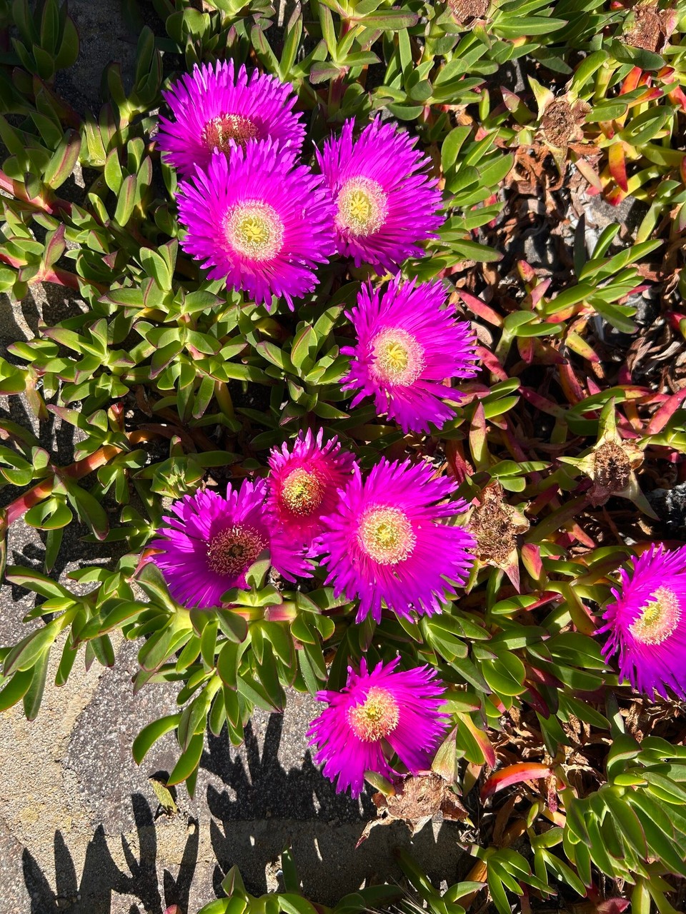 Italien - Santa Teresa Gallura - 