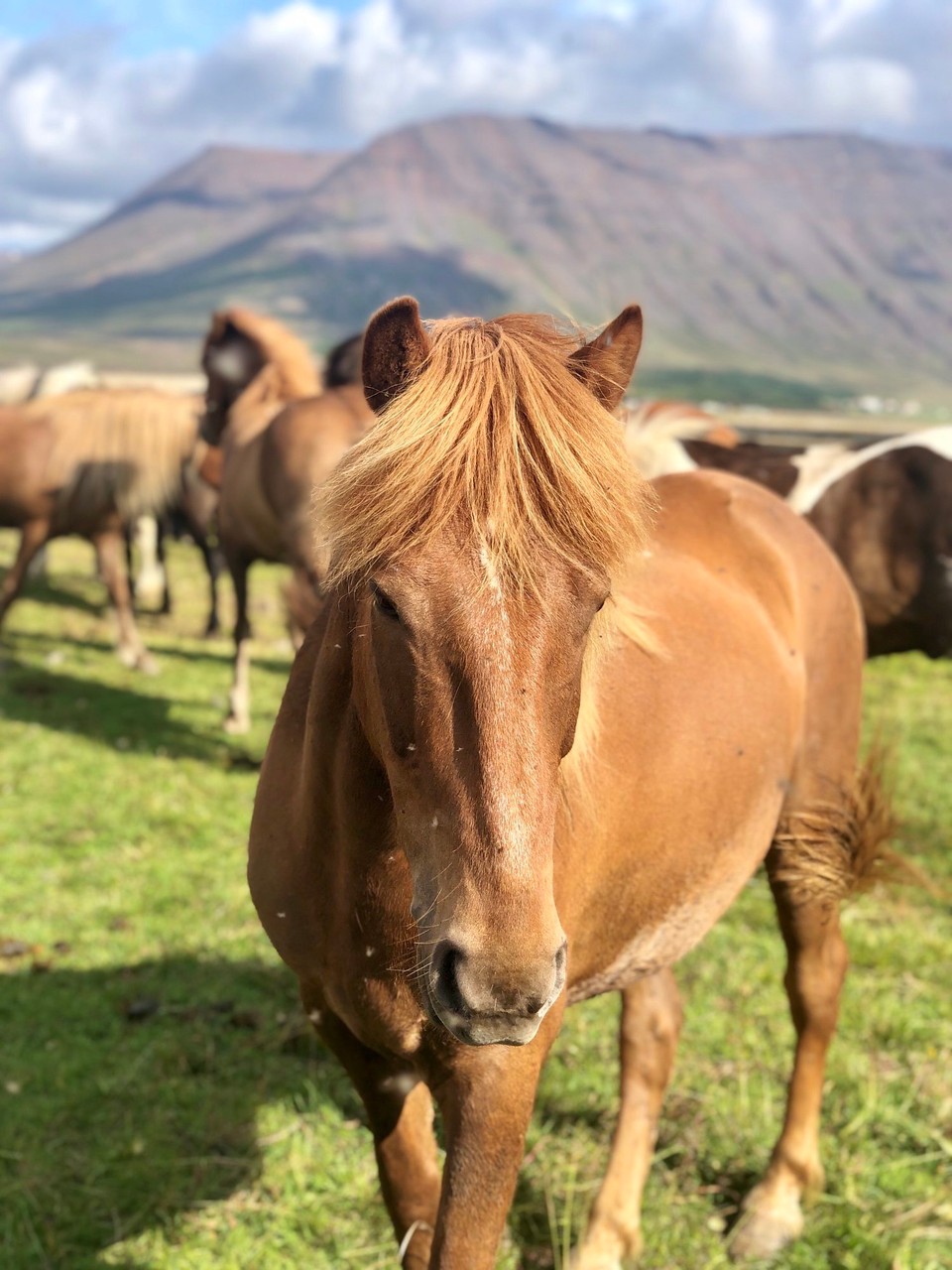 Island - Sveitarfélagið Skagafjörður - Dieser Hübsche sticht mir irgendwie ins Auge...
