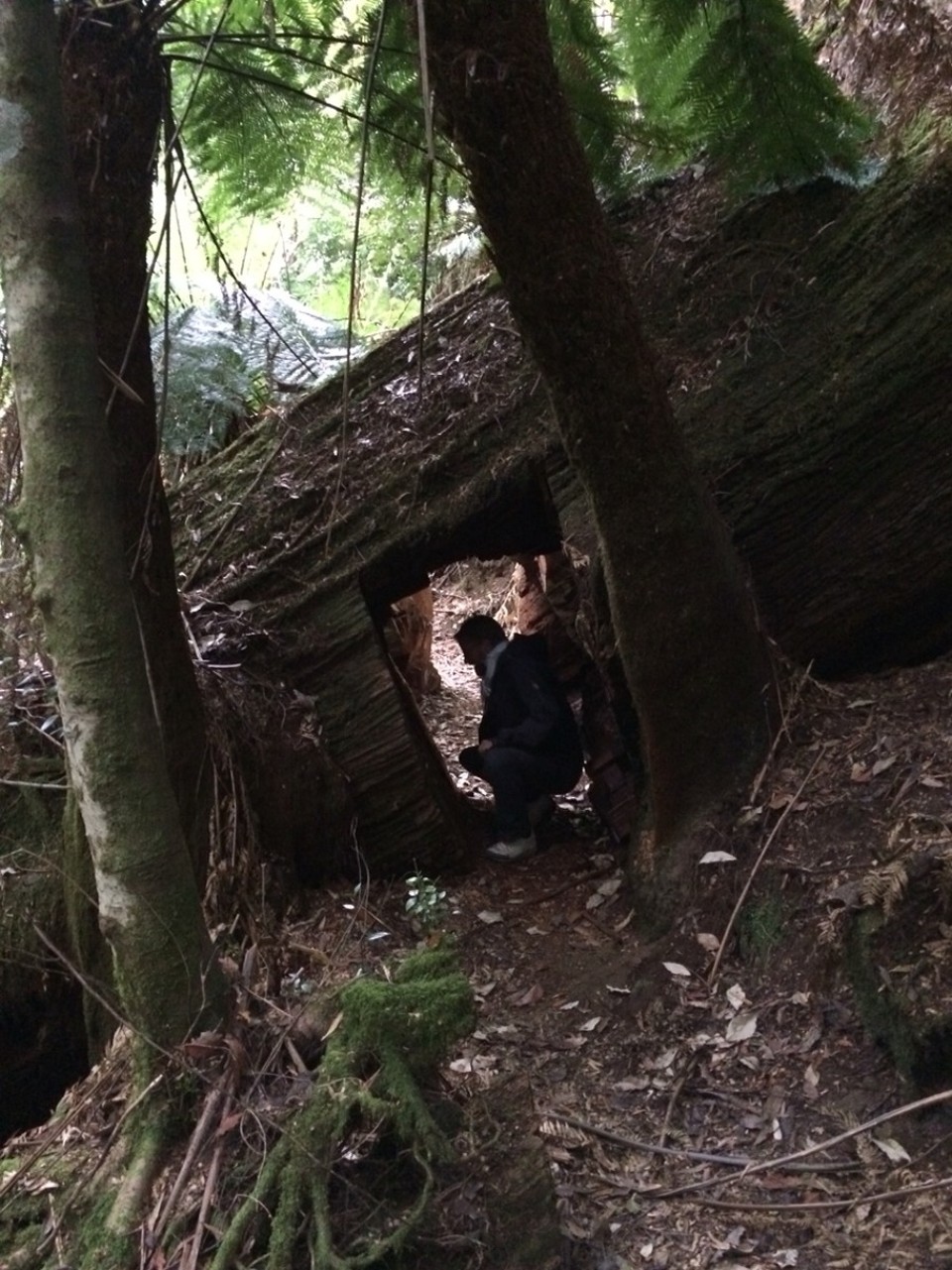 Australien - Mount Field National Park - 