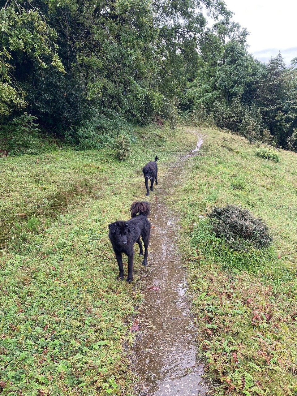 Nepal -  - Die beiden haben sich entschieden mich bis zum Langtang-Nationalpark zu begleiten 😃