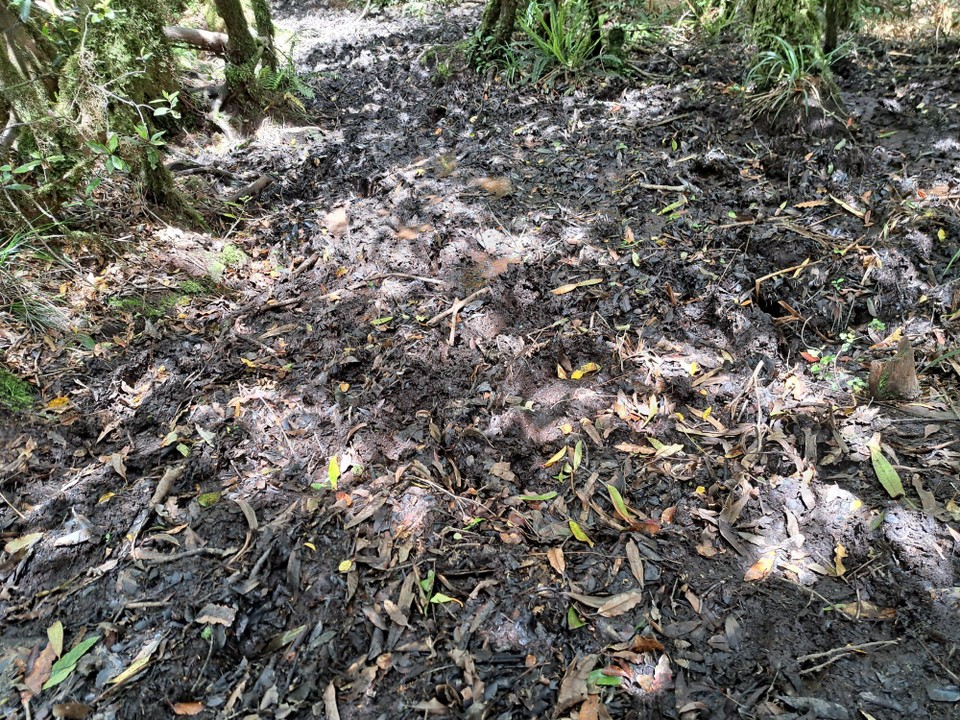 Neuseeland - Puketotara - 