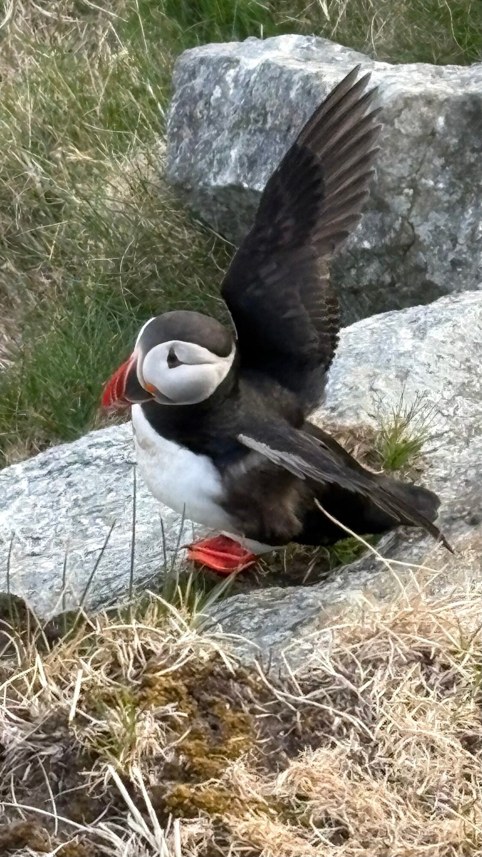 Norwegen - Nerlandsøya - 
