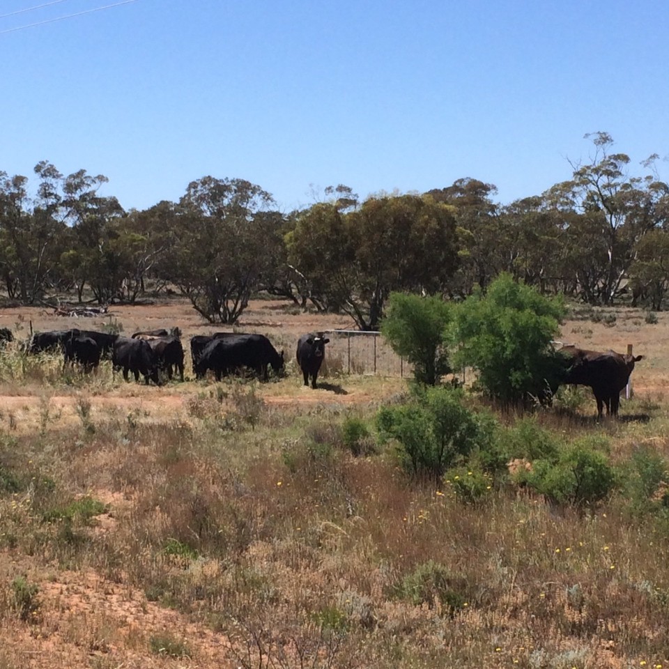 Australia - Wentworth - Steers gone walkabout. They miss their mums. 