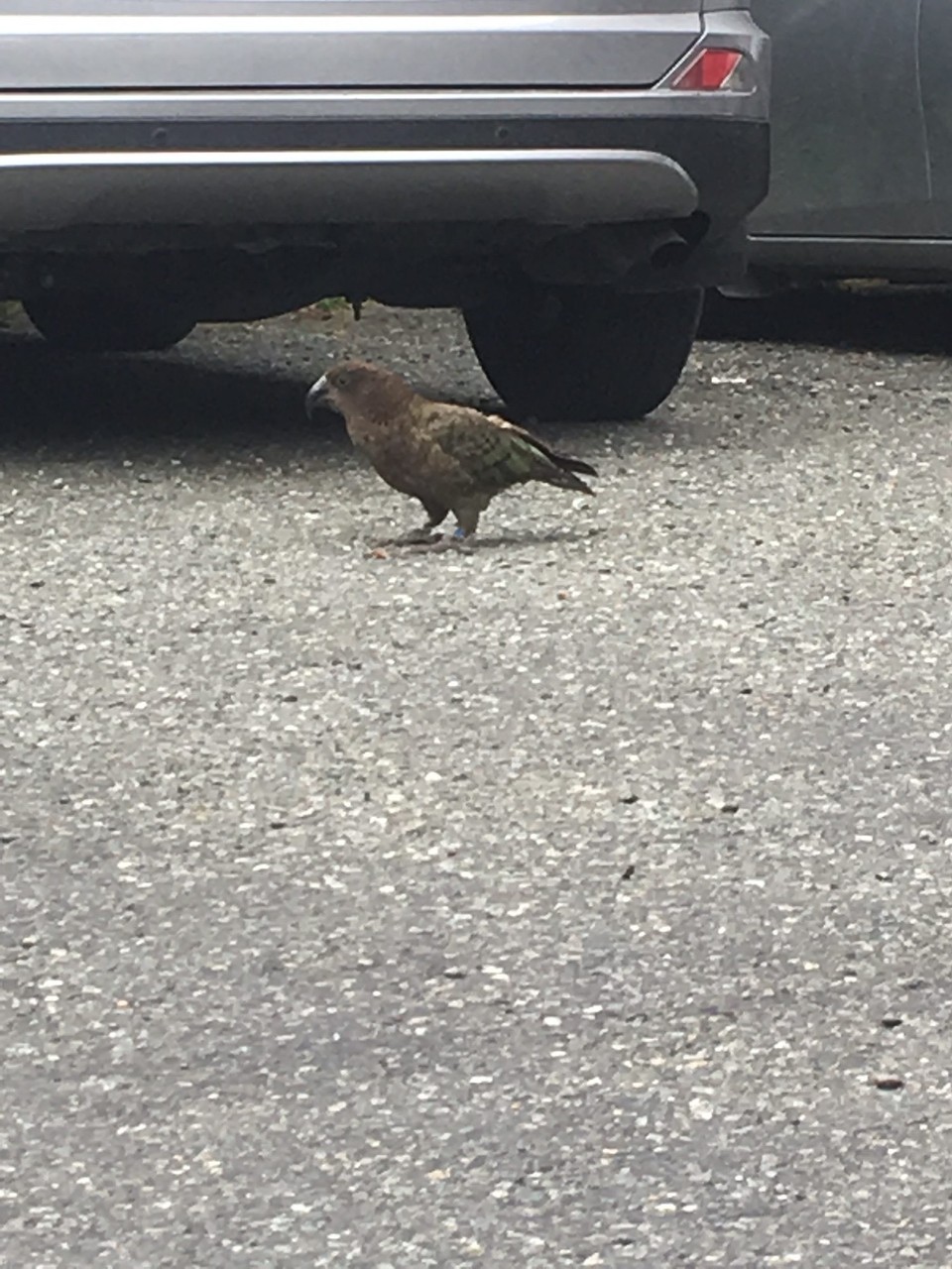 Neuseeland - Te Anau - .. und zurück beim Parkplatz sehen wir einen Kea.