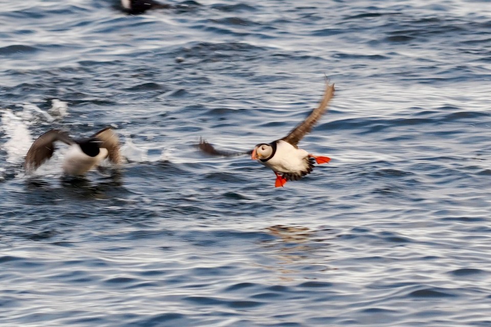 Norwegen - Honningsvåg - 
