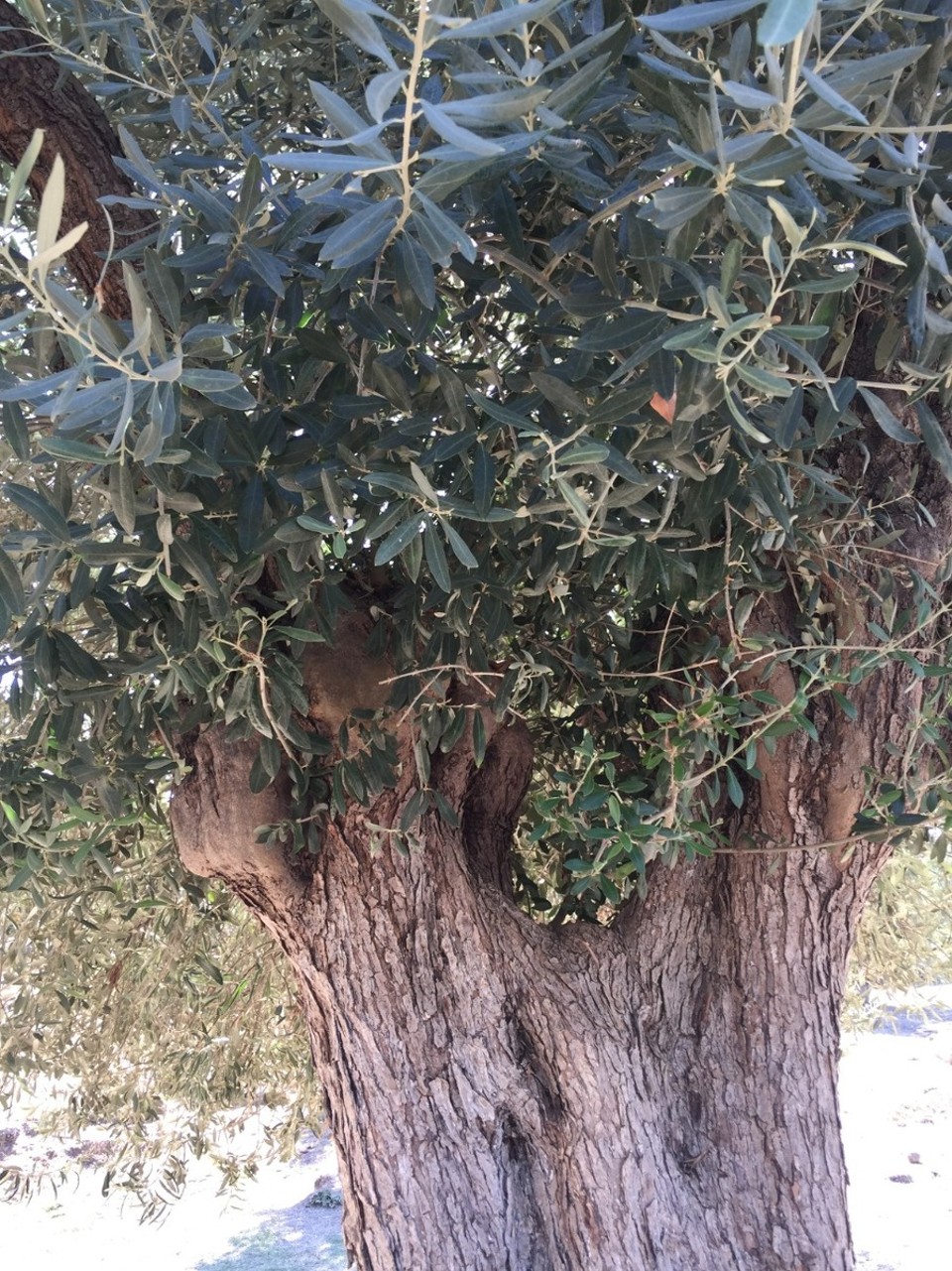 Türkei - Bodrum - 