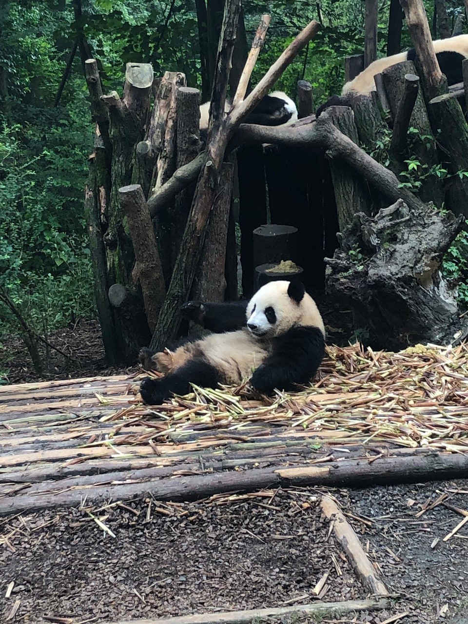 China - Chengdu - 