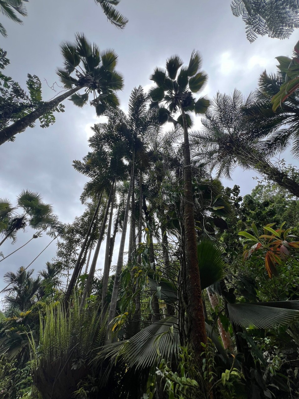Vereinigte Staaten - Hilo - 
