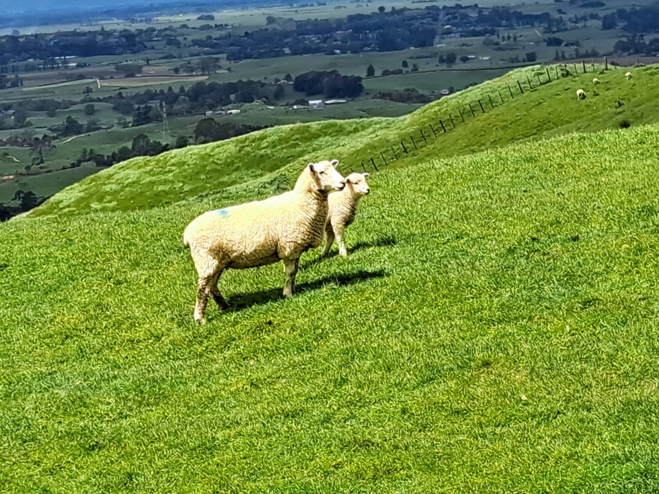 Neuseeland - Pirongia - 