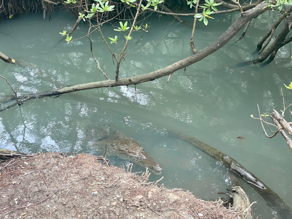 Panama -  - Auf der Nachbarinsel haben wir diesem Freund noch einen Besuch abgestattet 🐊 