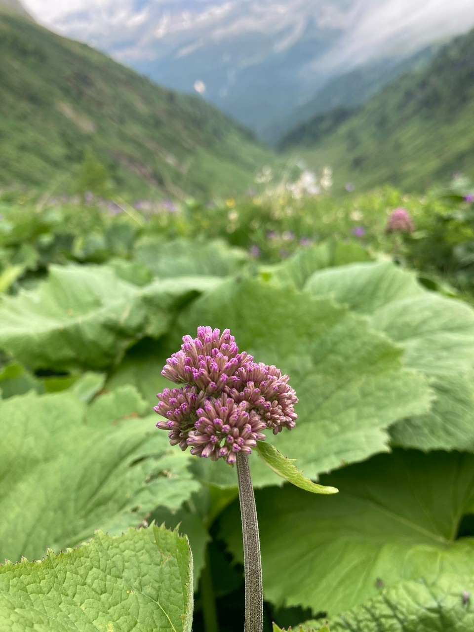 Italien - Rodeneck - Alpendost
