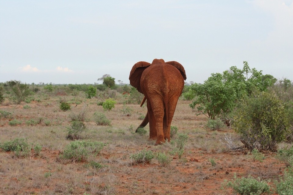 Kenia - Kajiado - 
