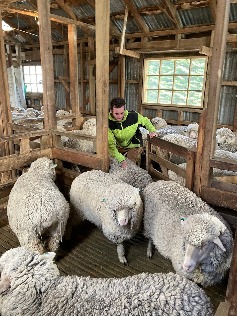 Neuseeland - Ward - … andernfalls wird eben die Richtung vorgegeben 😂 und sie bekommen einen kleinen Schubs