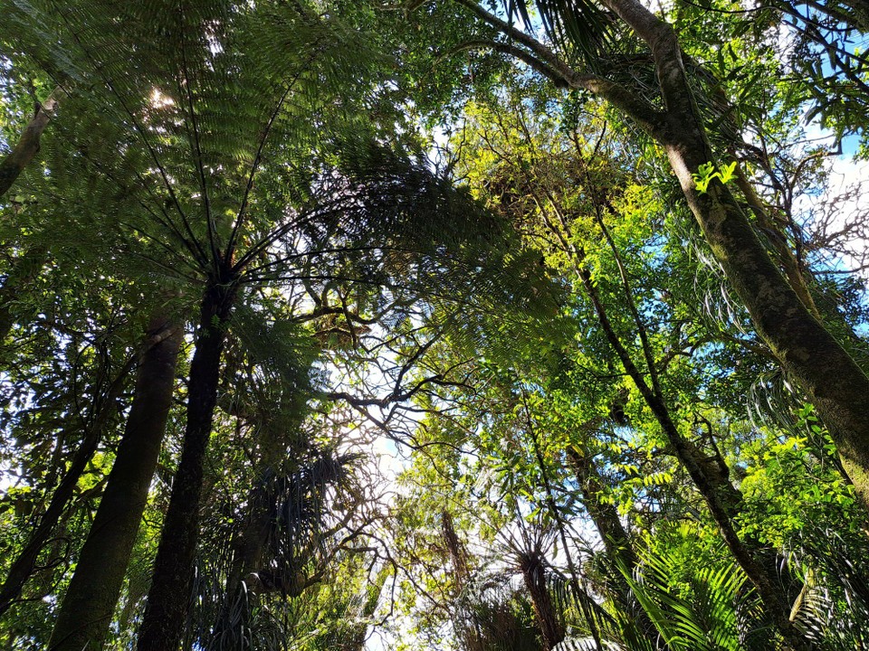 Neuseeland - Ngāruawāhia - 