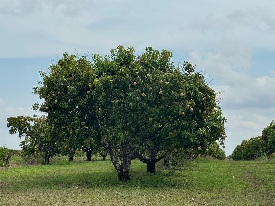 Australien - Darwin - So en Mangobaum hämr no müassa vor Nöchi go aluaga ufm Zruggweg noch Darwin.