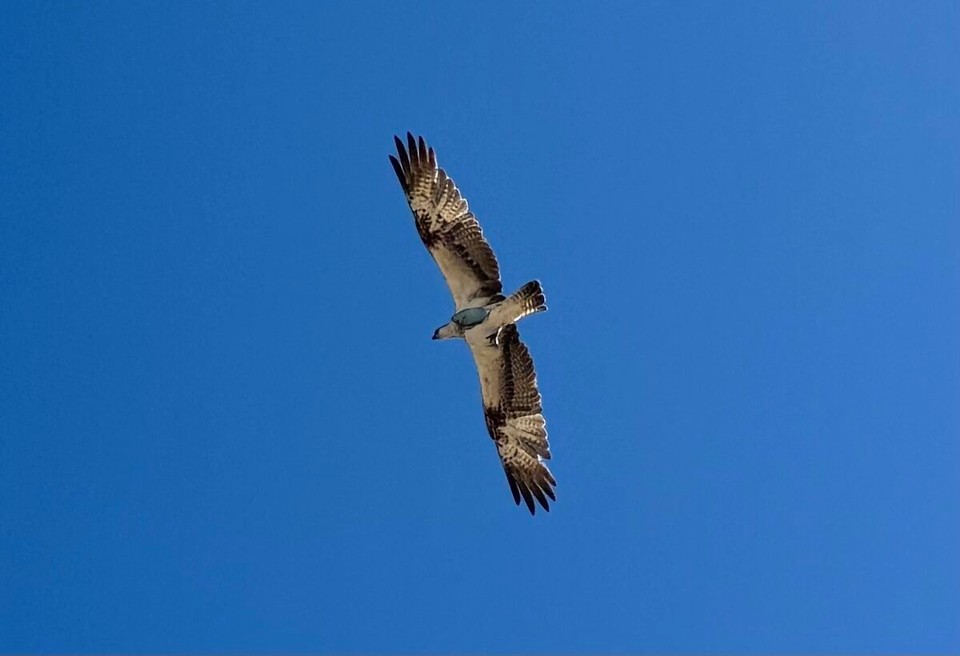 Ägypten -  - Hier interessieren sich noch andere für die bunten Fische.