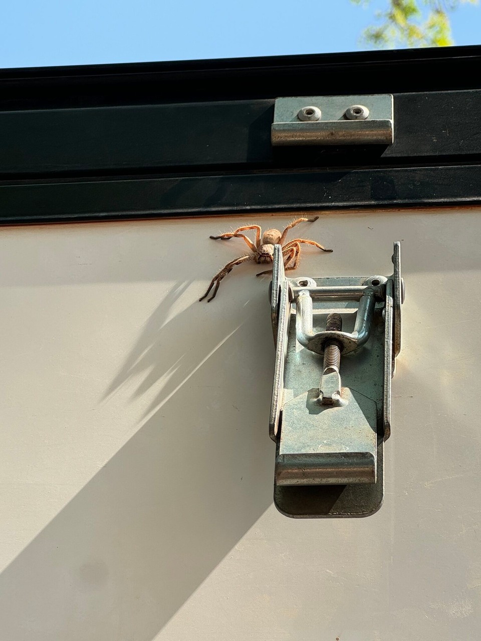 Australien - Katherine South - Mit Google Lens zerst Mol recherchiara, was es für a Spinna isch.In Australia weiss ma jo nia. Es isch a ungföhrlichi Riesenkrabbenspina oder au Huntsman Spider gnennt. Dia chönt bis zu 30cm gross wärda.😳