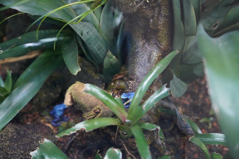 Schweiz - Zürich - Er kommt im Regenwald von Surinam und Brasilien vor. Natürlich ist eine solche Schönheit stark gefährdet, denn wer will nicht ein solches Schmuckstück im eigenen privaten Terrarium beherbergen?