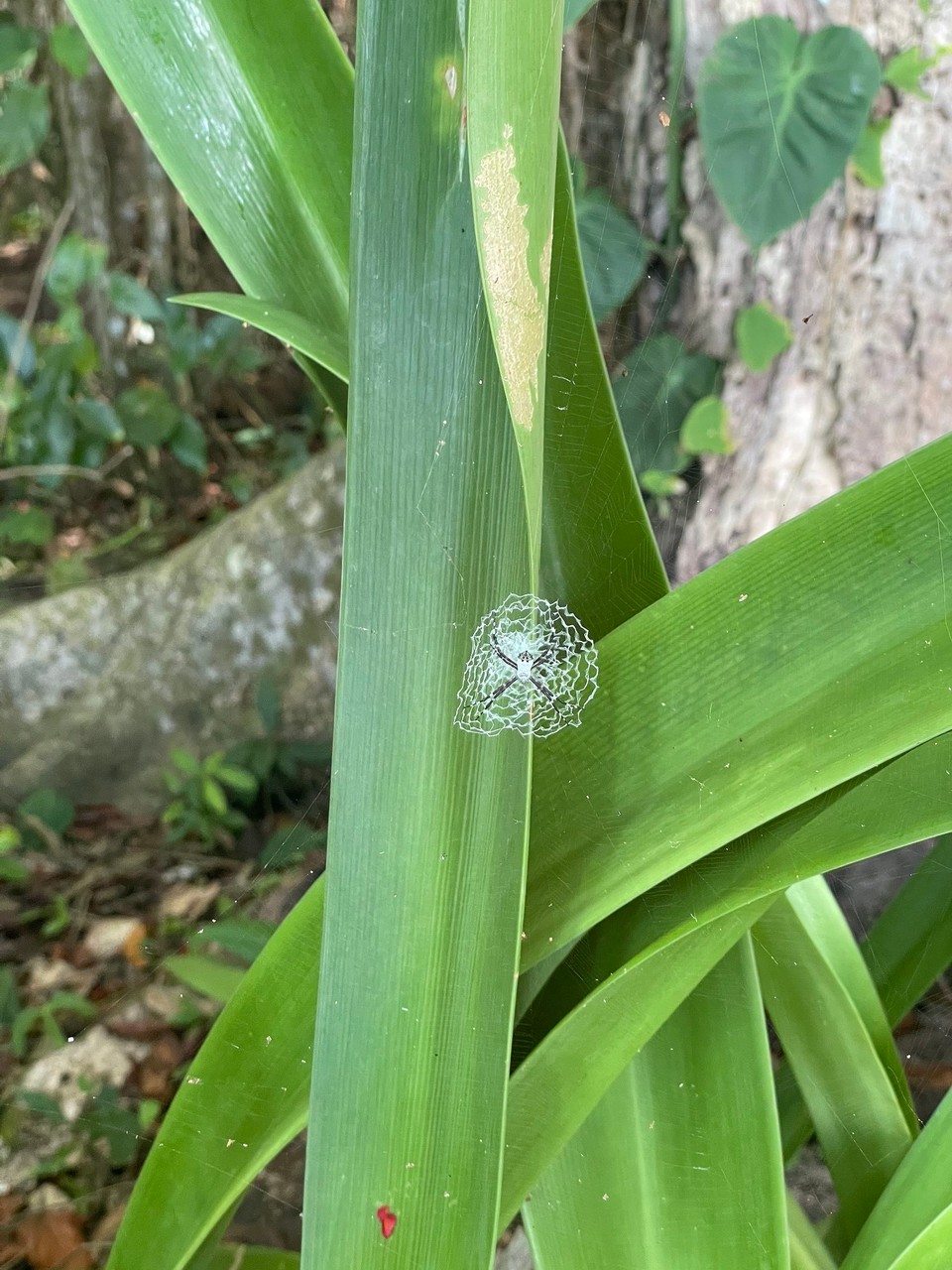 Costa Rica - Talamanca - … noch das ein oder andere Tier entdeckt 🕷️ 
