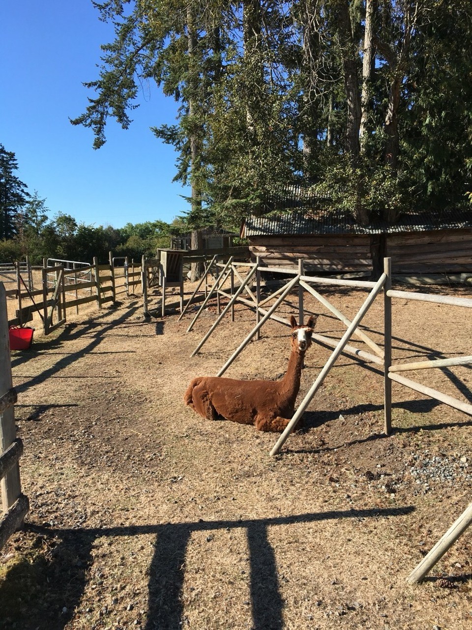 Kanada - Central Saanich - Die Alpacas sind einfach auch süß - auch wenn ausmisten nicht meine Lieblingsaufgabe war =) 
