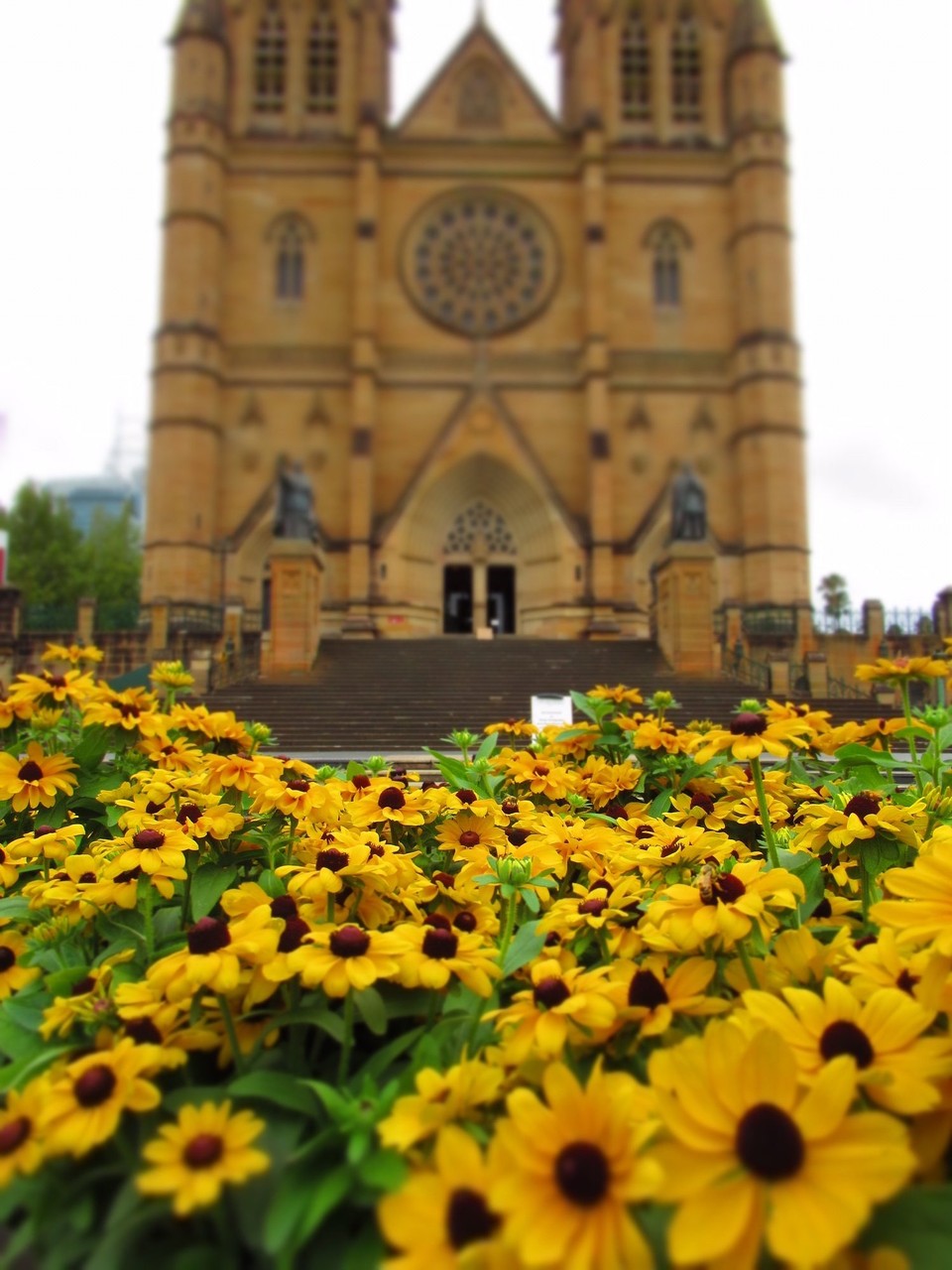 Australien - Paddington - Viele viele bunte Blüüümchen😁