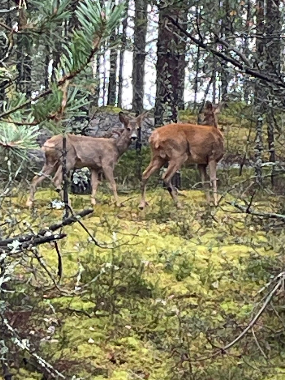 Finnland - Hanko - Nette Begegnung beim Morgenspaziergang (und dieses Mal einfach nur Rehe)