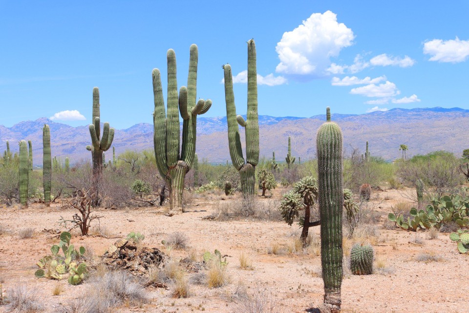 USA - Tucson - Saguado NP