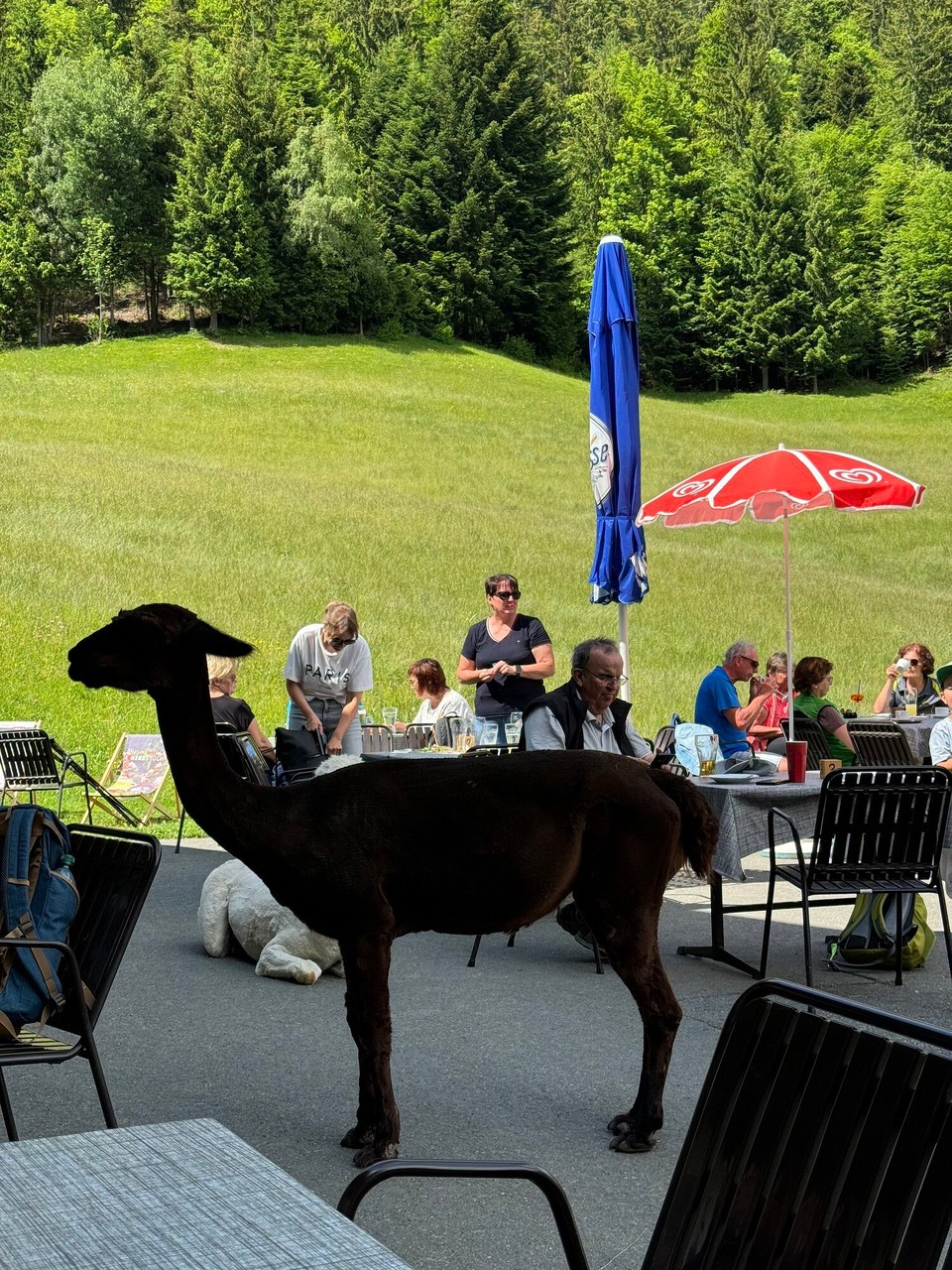 Österreich - Scheffau am Wilden Kaiser - 🦙