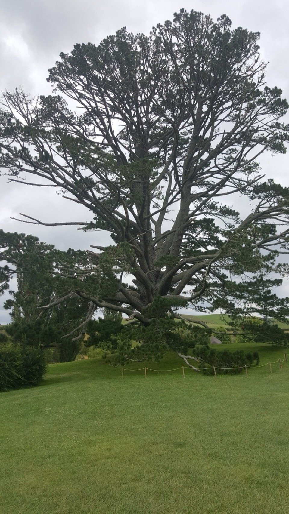 Neuseeland - Hamilton - Der Party Baum im Auenland.