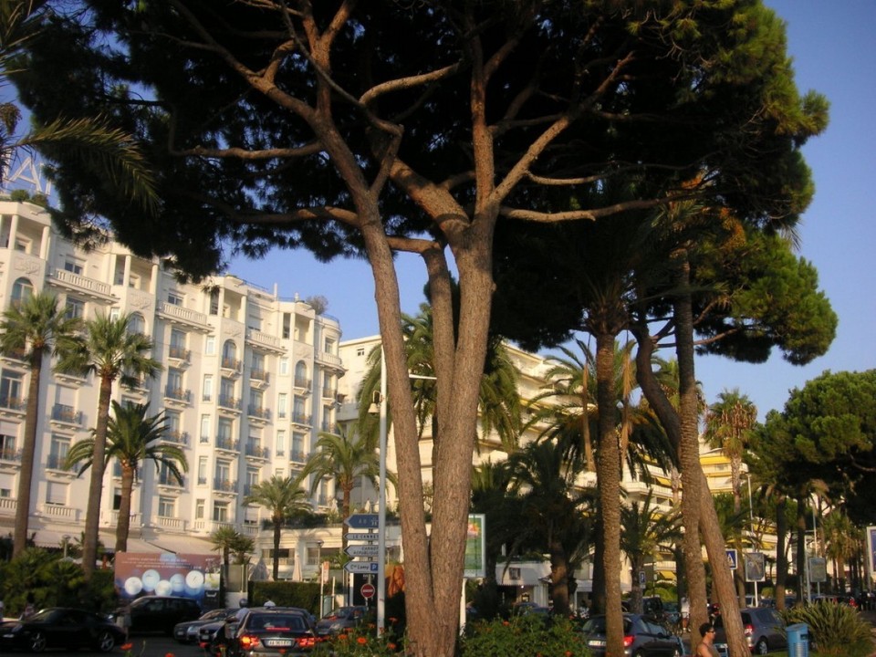 Frankreich - Cannes - Bd  Croisette