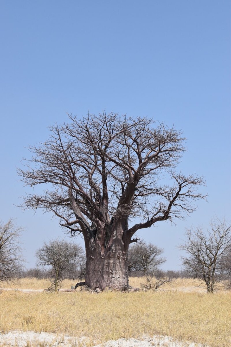 Botsuana -  - Zurück waren wir dann mutiger, wir erhöhten die Geschwindigkeit von 35 auf 55 km/h und es klappte sichtlich besser, wir blieben nur noch zweimal stecken. Der Nachteil der hohen Geschwindigkeit war das es kaum noch möglich war zu lenken, es fuhr sich auf dem losen Sand wie auf einer Eispiste.