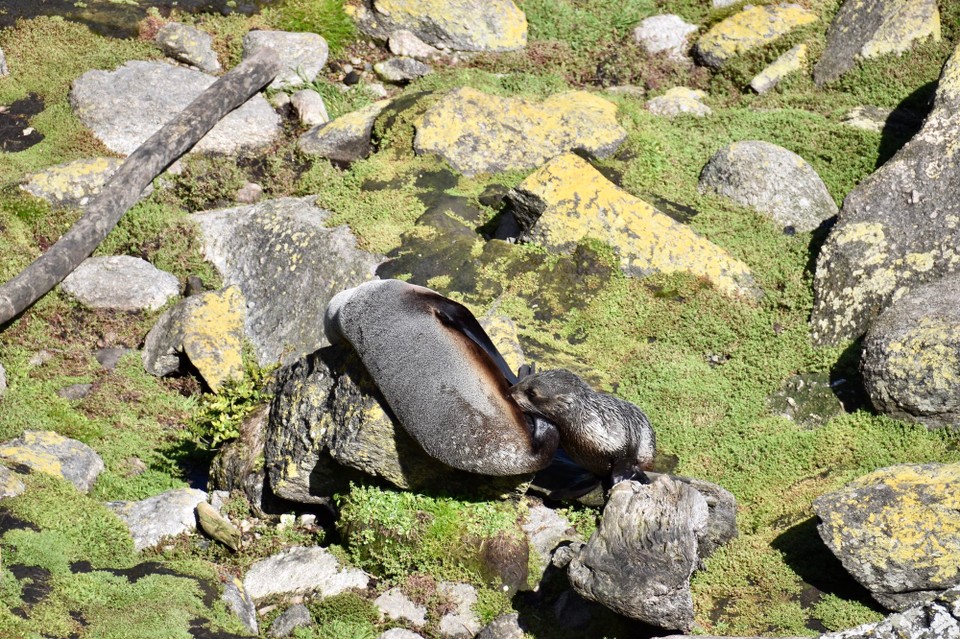 Neuseeland - Hokitika - Und eine Robbenkolonie.