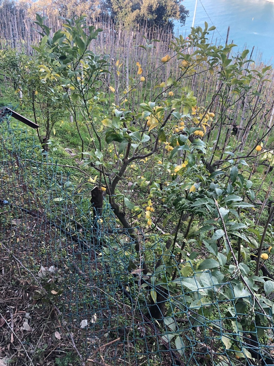 Italy - Vernazza - Alot of lemon trees here
