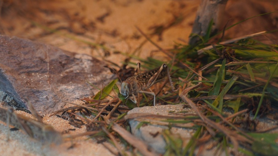 Schweiz - Zürich - Afrikanische Heusschrecken - plage im Kleinformat