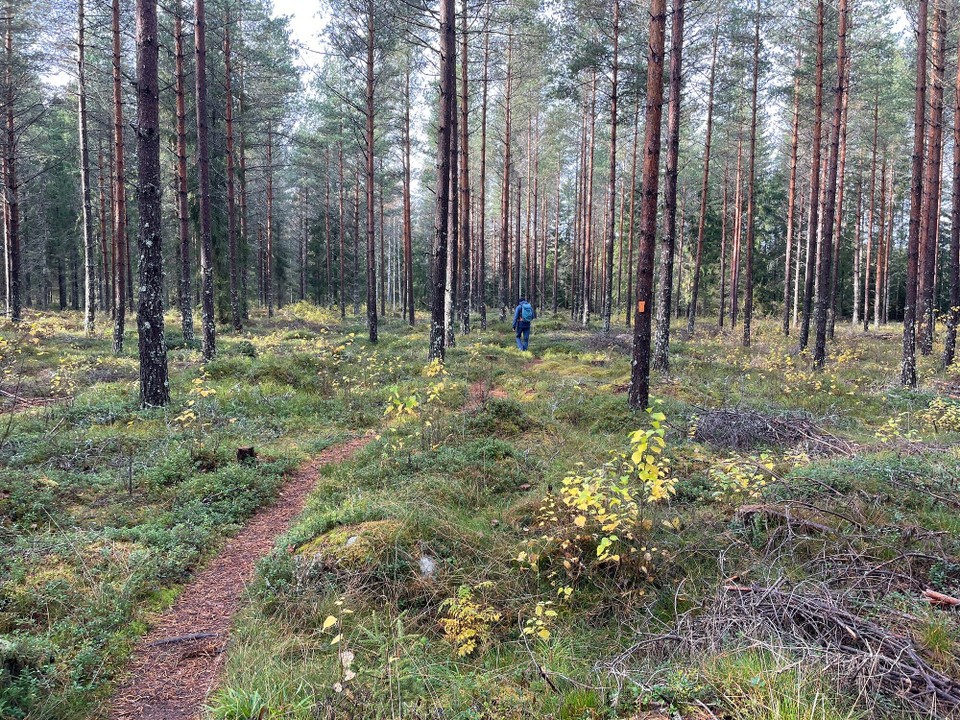 Finnland - Naantali - Zauberwald 