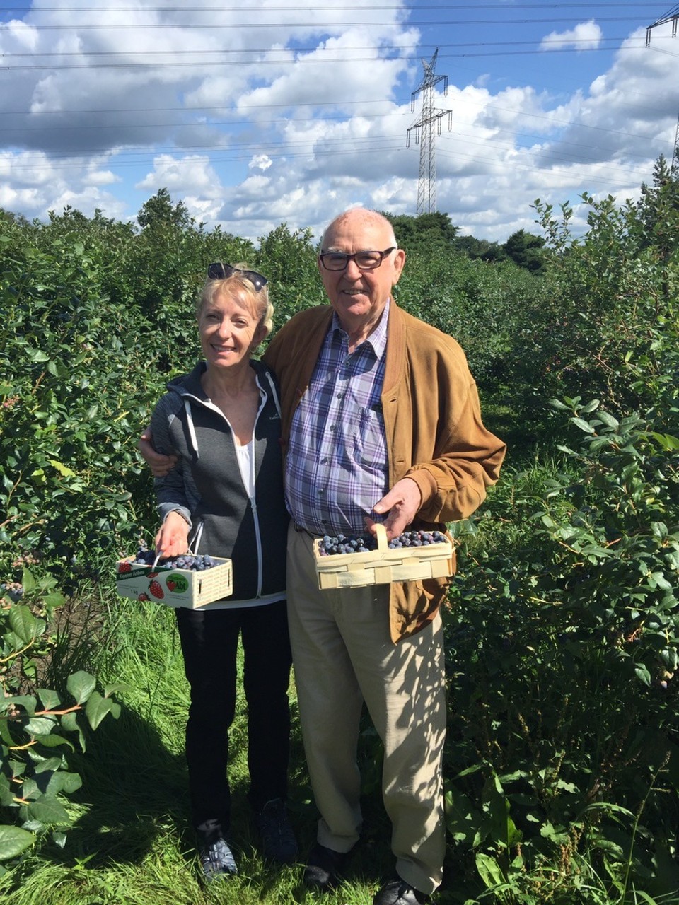  - Germany, Fischerhude - Blueberry picking at Ritterhude near Lilienthal, Lower Saxony. 