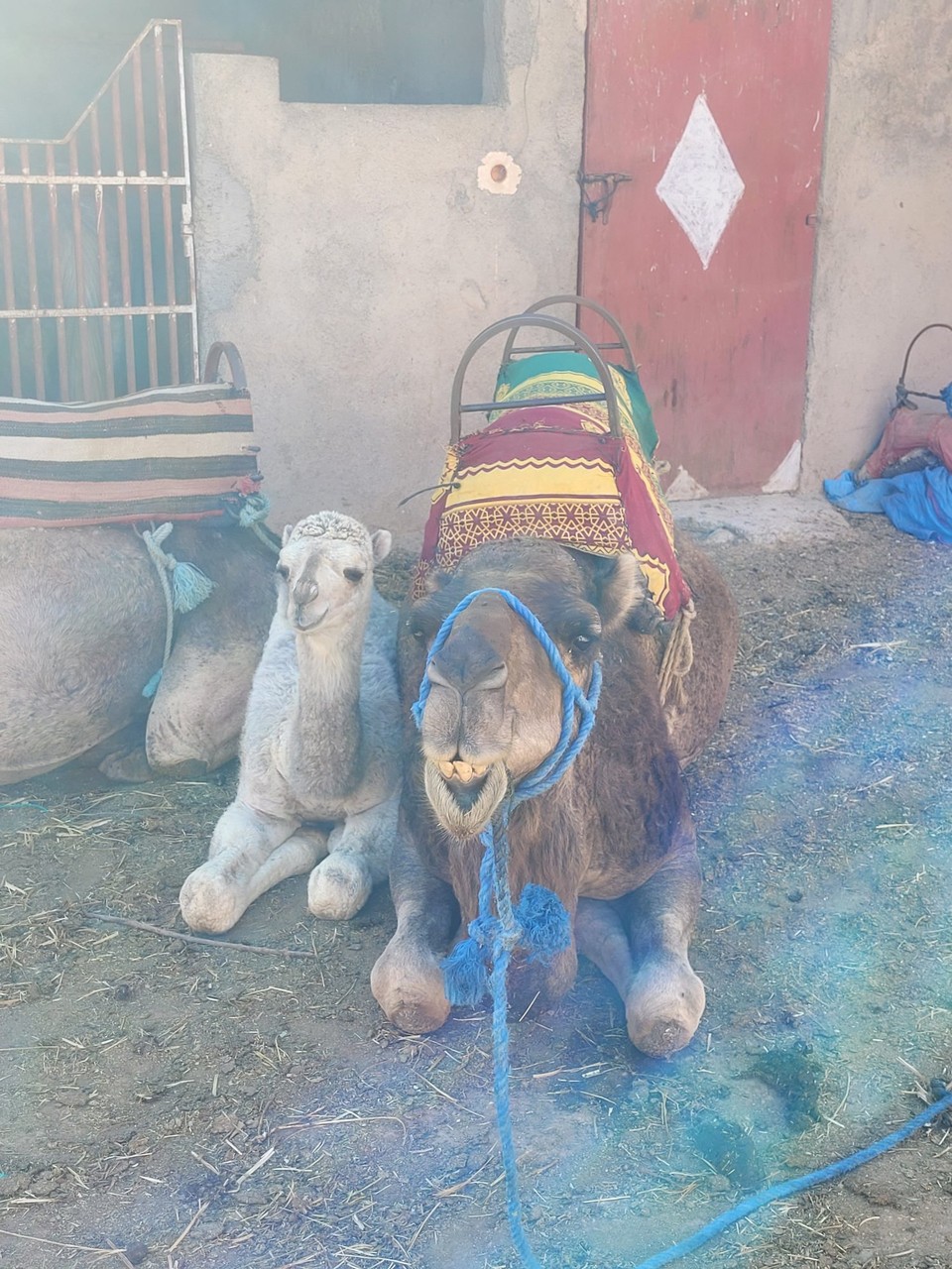 Marokko - Agafay - 