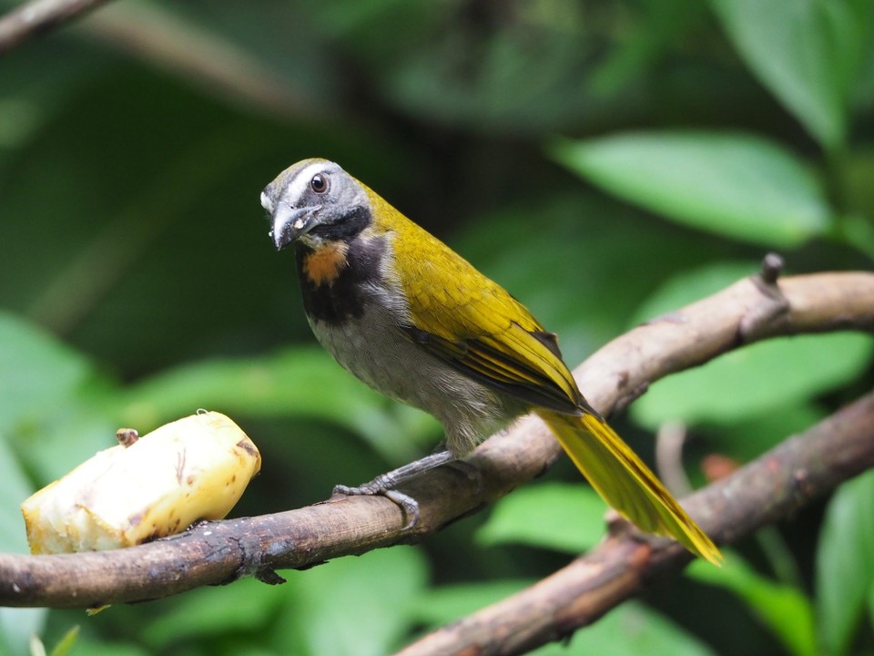 Costa Rica - La Fortuna - 